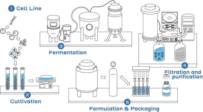 Biological product manufacturing