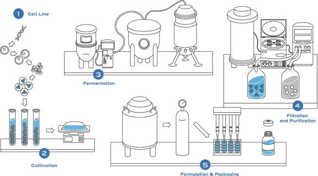 Biological product manufacturing